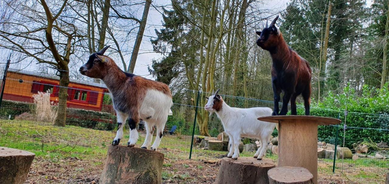 Villa La Fermette Des Ramolleux Crécy-en-Ponthieu Esterno foto